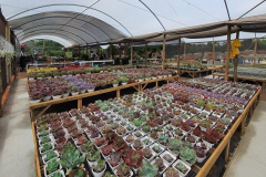 Cultivo de plantas ornamentais vira negócio e gera empregos. Foto: IDR-Paraná. Foto: IDR-Paraná