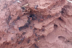 Na região Noroeste do estado a formiga cortadeira, a saúva, já é considerada uma praga praticamente fora de controle. Ela aparece na maioria das propriedades, causando prejuízos para diversas culturas.  -  Curitiba, 09/07/2021  -  Foto: IDR-PARANÄ