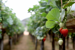 Produção de morango se destaca na região de Curitiba e cresce em todo Paraná. Foto: Ari Dais/AEN