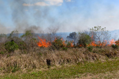 O Instituto Ambiental do Paraná (IAP) aplica novamente a técnica de manejo com fogo controlado no Parque Estadual de Vila Velha, em Ponta Grossa. Foto: Divulgação IAP