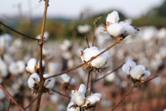 Pesquisa obtém 3x mais algodão com adequado manejo de água e pragas - Resultados positivos são alcançados por meio da adoção de bom manejo de irrigação e controle de pragas no ciclo de cultivo    -   Maringá, 20/07/2021  -  Foto: UEM