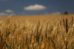 Valor Bruto da Produção Agropecuária cresce 21% e alcança R$ 128,3 bilhões
Foto: José Fernando Ogura/AEN