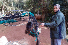 IAT resgata macaco-prego machucado em Paranavaí e alerta para o descarte de resíduos  Foto: IAT
