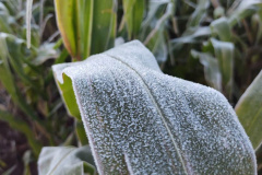 O IDR-Paraná (Instituto de Desenvolvimento Rural do Paraná ? Iapar-Emater) e o Simepar (Sistema de Tecnologia e Monitoramento Ambiental do Paraná) alertam que há previsão da chegada de uma forte massa de ar polar no Paraná e que deve provocar frio intenso em todo o Estado, no período de 27 de julho a 01 de agosto. - Lavoura de milho   -  Curitiba, 26/07/2021  -  Foto: IDR-PARANÁ