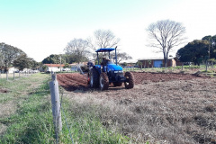 Pesquisadores recomendam plantio direto de mandioca em sistemas integrados de produção       Foto IDR