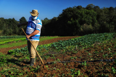 Secretaria da Agricultura publica resulta da análise documental do Coopera Paraná
Foto: Jose Fernando Ogura/AEN