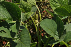 Estudos avaliam resistência de pragas da soja a defensivos agrícolas  -  Foto: UEL