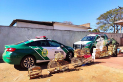 Mais de 100 aves nativas são apreendidas e R$ 92 mil em multas lavradas pela PM durante a Operação Liberdade no Noroeste do estado
. Foto: PMPR