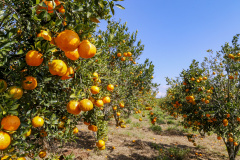 Condições climáticas afetam frutas de forma diferente, analisa boletim  agropecuário
Foto: Gilson Abreu/AEN
