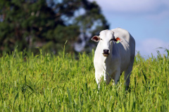 Campanha de atualização de rebanho alcança 88% das
propriedades. Foto: Gilson Abreu/AEN