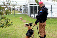 Cães de faro da PM passam por testes de faro de armas no Rio Grande do Sul  Foto: PMPR