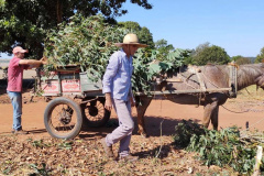 Cultivo de mandioca ganha eficiência e movimenta economia
. Foto: IDR