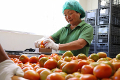 Esposa do sr Mario Seichi Nakui,produtor de orgânicos em Piraquara.  -  Foto: TECPAR