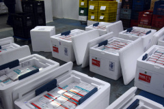 O Paraná recebeu na noite desta segunda-feira (30) mais 182.100 doses de vacinas contra a Covid-19. As 64.350 doses da Pfizer/BioNTech desembarcaram no Aeroporto Internacional Afonso Pena, em São José dos Pinhais, às 19h10 e, logo depois, chegaram mais 117.750 doses da AstraZeneca/Fiocruz.  -  Curitiba, 30/08/2021  -  Foto: Américo Antonio/SESA