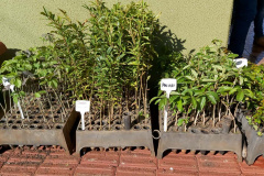 IAT continua com ações de distribuição de mudas de árvores nativas em troca de alimentos. Foto: IAT