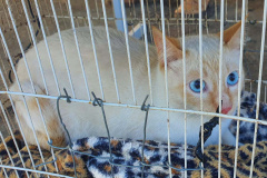 CastraPet Paraná realiza castração gratuita de 84 animais em Turvo. Foto: SEDEST