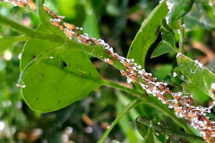 Projeto experimental do IDR-Paraná (Instituto de Desenvolvimento Rural do Paraná - Iapar-Emater) já distribuiu este ano mais de 650 mil exemplares da vespinha tamaríxia (Tamarixia radiata) em plantios de cítricos no Estado. A liberação desses insetos é uma estratégia empregada no manejo do huanglongbing (HLB), doença também chamada de greening dos citros. Foto:IDR