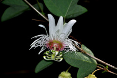 Pesquisadores da Universidade Estadual do Centro-Oeste (Unicentro) descobriram uma nova espécie de planta no Jardim Botânico de Faxinal do Céu, na cidade de Pinhão. A espécie pertence ao gênero botânico Passiflora, planta medicinal utilizada na preparação de remédios fitoterápicos para acalmar o nervosismo e combater a ansiedade e a insônia.  -  Curitiba, 14/09/2021  -  Foto: Unicentro