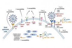 As professoras do Departamento de Biologia Geral, do Centro de Ciência Biológicas (CCB), Juliana Mara Serpeloni e Ilce Mara de Syllos Cólus, são coautoras de um artigo publicado na revista holandesa Immunobiology, que publica estudos na área.  -  Londrina, 15/09/2021  -  Foto: Divulgação UEL