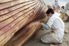 IAT orienta sobre cuidados com baleia morta encontrada na Ilha do Mel. Foto:LEC/UFPR