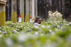 Reconhecer as melhores práticas econômicas, ambientais e sociais do agronegócio paranaense. Esse é o objetivo do prêmio Orgulho da Terra, lançado pelo Instituto de Desenvolvimento Rural do Paraná-Iapar-Emater (IDR-Paraná), em parceria com o Grupo Ric e o sistema Ocepar. Foto: Gilson Abreu/AEN