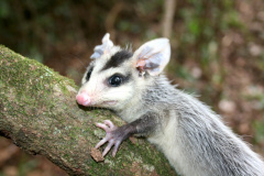 Sedest cria campanha em redes sociais para proteger a fauna silvestre  -  Curitiba, 24/09/2021  -  Foto: IAT 
