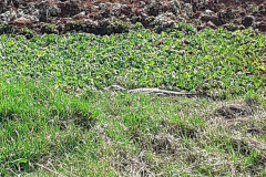 IAT trabalha na remoção de jacaré de caixa de contenção de água no Noroeste do Estado  -  Foto: IAT