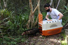 IAT alerta para época reprodutiva dos gambás - Alerta do órgão ambiental se deve ao grande número de ocorrências recebidas de animais vitimados por diversos motivos no mês de setembro. -  Curitiba, 04/10/2021  -  Foto: IAT