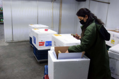 
Saúde distribui primeiras vacinas para reforço de idosos acima de 60 anos e trabalhadores da saúde e anuncia chegada de novos lotes dos imunizantes . Foto: Américo Antonio/SESA
