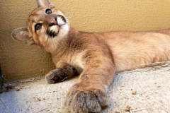 Uma filhote de onça-parda foi submetida a uma cirurgia com células-tronco no Centro de Atendimento à Fauna Silvestre (CAFS), no Hospital Universitário Veterinário da UNIFIL. A Instituição se tornou oficialmente um Centro parceiro do Instituto Água e Terra (IAT) em julho deste ano.  -  Curitiba, 14/10/2021 - Foto: Unifil