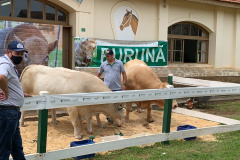 Em comemoração aos cinco anos do Purunã, IDR-Paraná lança projeto para disseminar a raça pelo estado - Curitiba, 14/10/2021 - Foto: IDR-PARANÁ