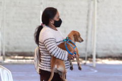 Em três municípios do Norte Pioneiro do Estado, 463 animais são aguardados para o Programa Permanente de Esterilização de Cães e Gatos ? CastraPet Paraná até o final deste mês. A ação é promovida pela Secretaria do Desenvolvimento Sustentável e do Turismo (Sedest), em parceria com os municípios, que realizam o cadastro das famílias beneficiadas. - Curitiba, 18/10/2021 - Foto: SEDEST