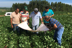 IDR-Paraná apresenta resultados da adoção de boas práticas na produção da soja e inicia o Alerta Ferrugem. Foto: IDR