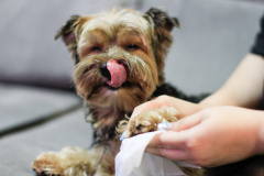 Campanha conscientiza sobre câncer de mama em pets. Foto: Geraldo Bubniak/AEN