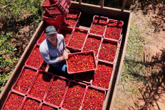 22.11.2021- Produção de acerola em Japurá.
Mauro Aparecido Zani .
Foto Gilson Abreu/AEN