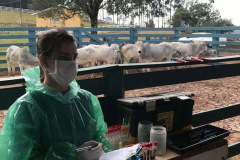 Veterinários do setor privado devem se recadastrar na Adapar, em novembro - Foto: SEAB