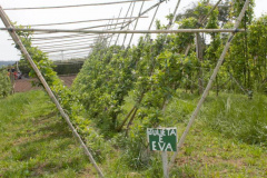 Aumentar a produção por área, facilitar a mecanização dos tratos culturais e da colheita, acrescentar mais qualidade aos frutos e reduzir custos de implantação e condução de pomares. Com esses objetivos, há mais de dois anos pesquisadores do IDR-Paraná (Instituto de Desenvolvimento Rural do Paraná ? Iapar-Emater) avaliam técnicas alternativas de condução de macieiras na unidade de pesquisa de Palmas, no Sul do Estado. -  Curitiba, 29/10/2021 - Foto: IDR-PARANÁ
