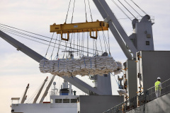 No berço 202 do Porto de Paranaguá, o navio Lady Lilly recebe uma carga inédita de gergelim em sacas. O produto nacional, que segue para exportação, é estivado direto nos cinco porões da embarcação. Em média, cada espaço vai levar cerca de 4 mil toneladas da semente, totalizando um embarque de 20 mil toneladas que têm como destino a Guatemala. - Paranaguá, 04/11/2021 - Foto: Cláudio Neves/Portos do Paraná