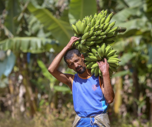 Em Guaratuba, mar verde de bananas gera renda no Litoral e supera desafios