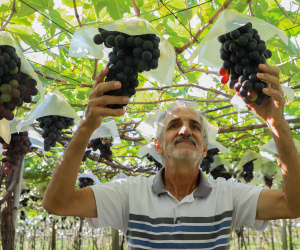 Uvas de Marialva