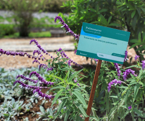 Instalada em Colombo, na Região Metropolitana de Curitiba, a Herbarium é líder no mercado de fitoterápicos no País. A empresa tem 35 anos e 450 colaboradores produzindo, em média, 650 mil unidades de medicamentos por mês.