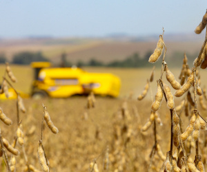 O Paraná que alimenta o mundo. A Agência Estadual de Notícias (AEN) começa a retratar a partir deste mês, em uma série de reportagens, a pujança do Estado na produção de proteínas, grãos, hortaliças, frutas, produtos florestais e outras grandes culturas.   -  Curitiba, 22/02/2021 