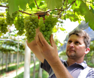 Produtor de uvas Renato Sandi. Bituruna - 02-2021