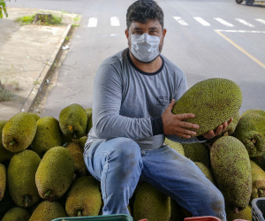 O Paraná tem jaca, e jaca em abundância, como revela um simples passeio pelas ruas de Altônia, na Região Noroeste