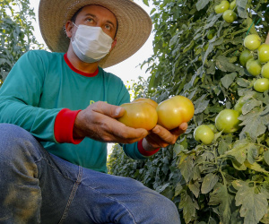 plantação de tomate
Reserva-Pr
Gilson Abreu/AEN