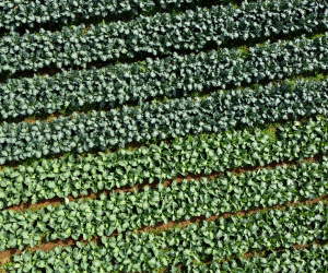 Hortaliças como brócolis e couve-flor mudam a paisagem de São José dos Pinhais  -  Curitiba, 24/06/2021  -  Foto: Ari Dias/AEN