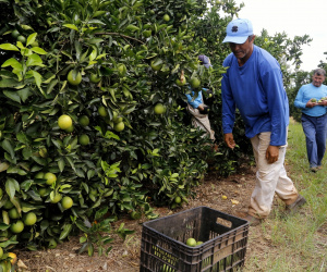 Produtores de limão em Altônia  -  Foto: Gilson Abreu/AEN