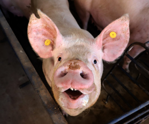 Puxado por Toledo, Paraná avança e mira novos mercados internacionais na carne suína
Foto: Ari Dias/AEN