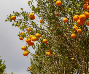 Com plantio que atravessa gerações, produção de poncã é a marca de Cerro Azul. 05/2021 - Foto: Gilson Abreu/AEN