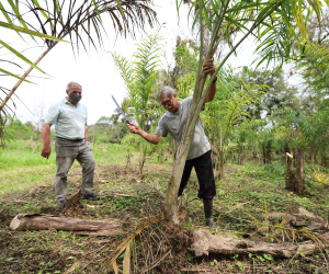 PARANA AGRO - Produçao de Palmito na cidade de Guaraquecaba no litoral do Estado. Na foto, o agricultor Francelino Guilherme Cogrossi  e o Sebastião Bellettini, gerente regional da Emater em Paranaguá. 13/09/21 - Foto: Geraldo Bubniak/AEN